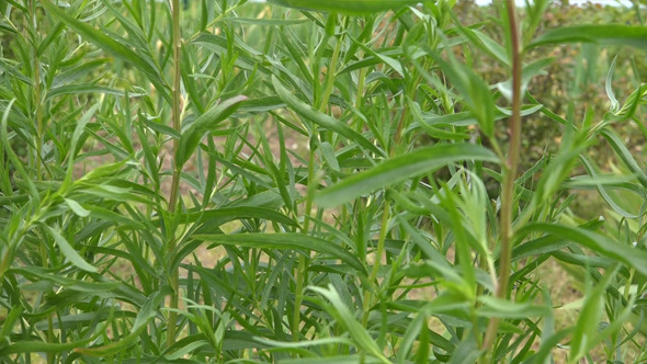 Tarragon 