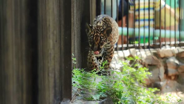 Jaguar Cub Is Walking Along The Cage