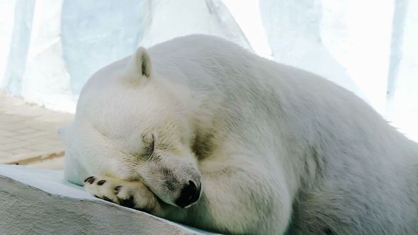 Portrait Of A Sleeping Polar Bear