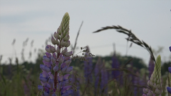 Lupin or Lupine