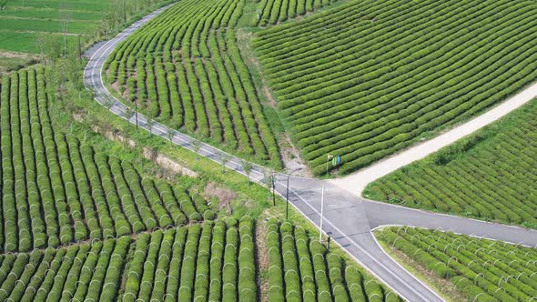 Tea plantation in mountain