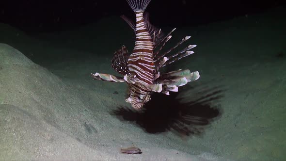 Lionfish (Pterois miles) catching small fish at night on coral reef Red sea