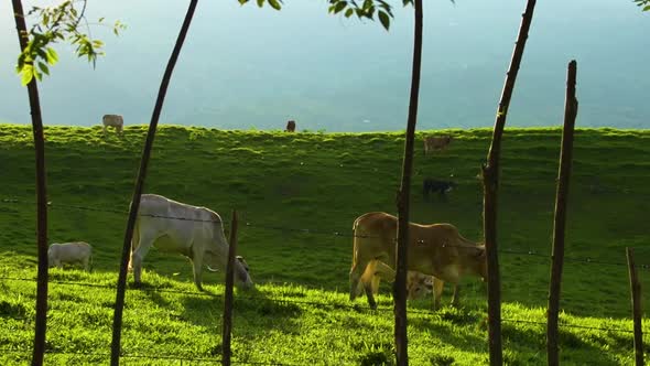 Cows grazing in a farm field Valpareiso, Colombia.