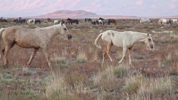 Onaqui wild horse heard in the Utah desert during sunset