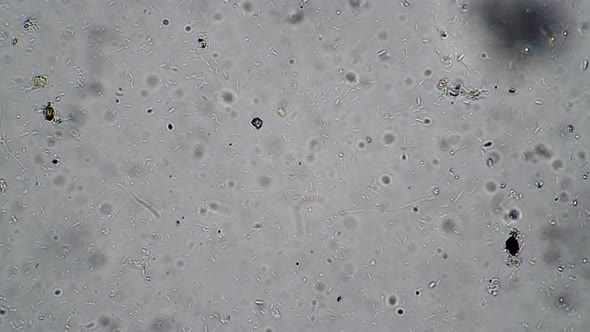 Microcosmic Background of the Bacteria of the Bacilli and a Variety of Protozoa