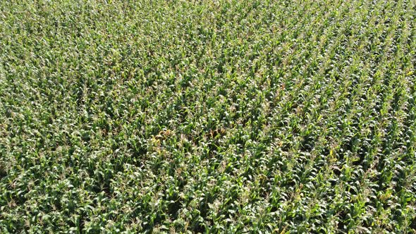 Corn Field Flight High Above the Green Corn Crops Good Corn Harvest Ripening of the Corn Field