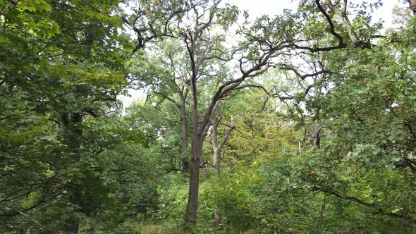 Aerial View of Green Forest in Summer. Ukraine