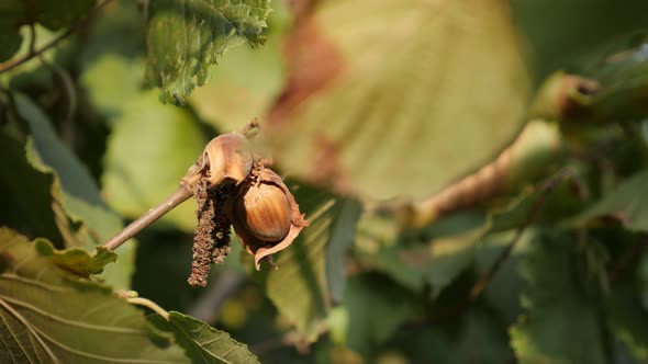 Common hazel on tree branch shallow DOF 4K 2160p 30fps UltraHD footage - Close-up of Corylus avellan