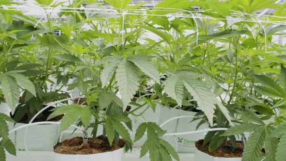 Medical Cannabis plants growing under controlled conditions in a large greenhouse