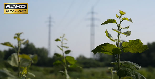 Electricity Pylons