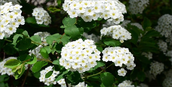 Spirea 6