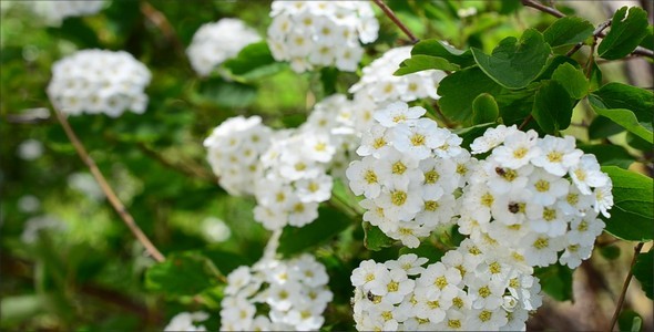 Spirea 7