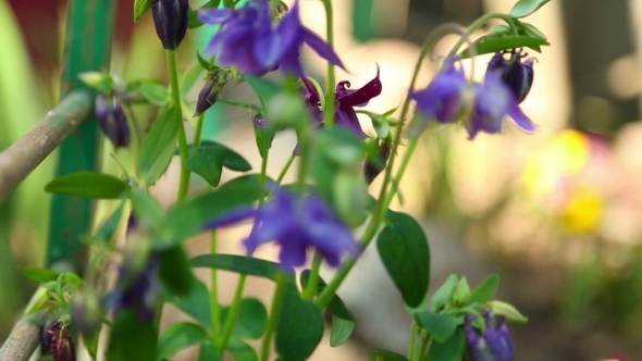 Aquilegia Flowers