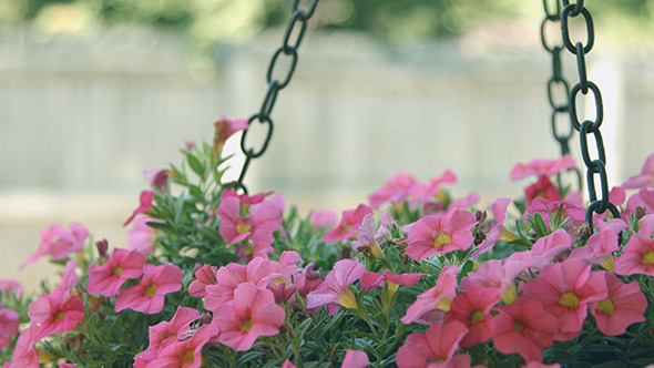 Pink Flowers