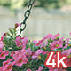 Pink Petunia Flowers - VideoHive Item for Sale