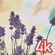 Dark Purple Bokeh Flowers - VideoHive Item for Sale