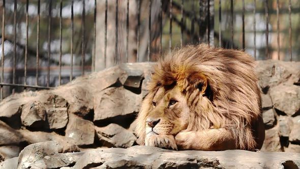 African Lion Is Resting