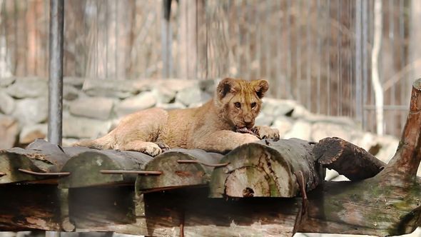 Lion Cub Eats A Piece Of Meat