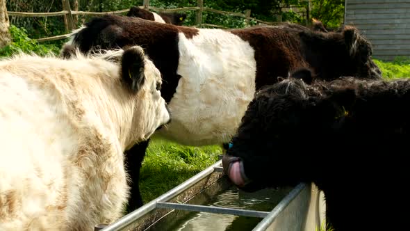 Cows drinking water from a trough