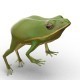 frog  - 3DOcean Item for Sale