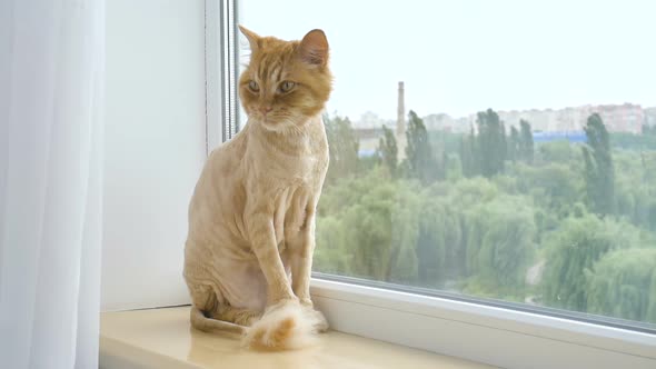 Trimmed Cat with Ginger Fur is Sitting on Windowsill After Grooming and Trimming During Summer