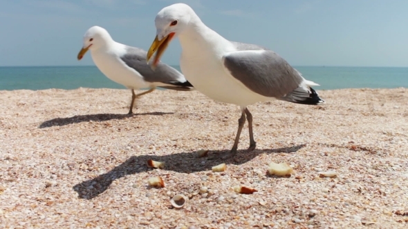 Gulls On The Beach Flock Together For Food