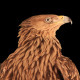 Imperial Eagle Profile - VideoHive Item for Sale