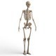 realistic skeleton - 3DOcean Item for Sale