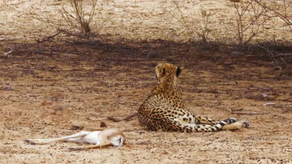 Cheetah With Springbok Calf Kill Lying On The Ground In The Blistering Heat Of The Day In Kalahari D