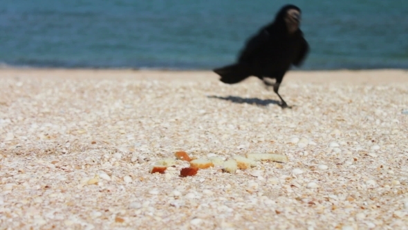 Crow On The Beach Quickly Takes The Food And Flies