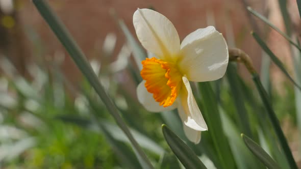 Yellow and white Narcissus poeticus bud  in the garden 4K 2160p 30fps UltraHD footage - Beautiful Na