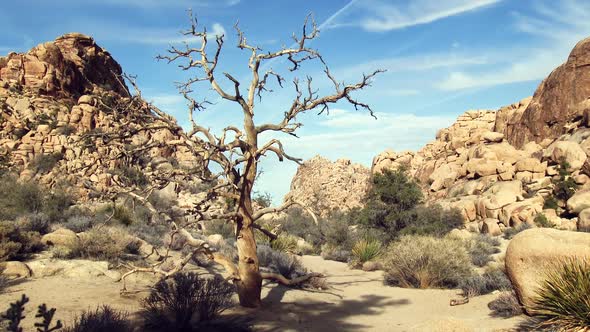 Barren Tree