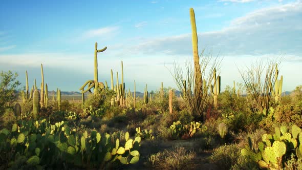 Saguaro National Park 1