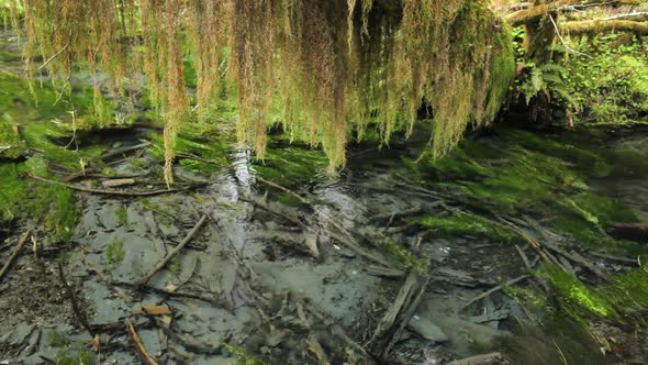 Hoh Rain Forest