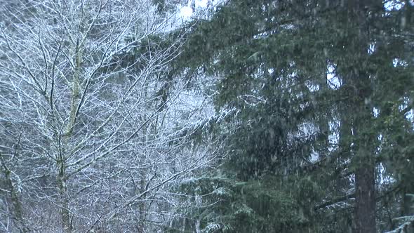 Snow Falling On Pines