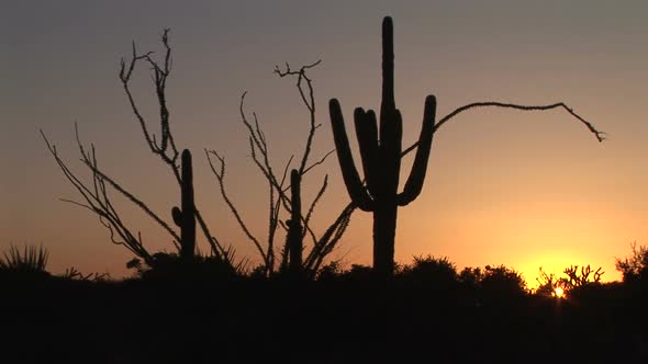 Ocotillo And Saguaro Cactus At Sunrise