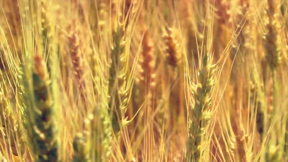 Close Up Ripe Wheat