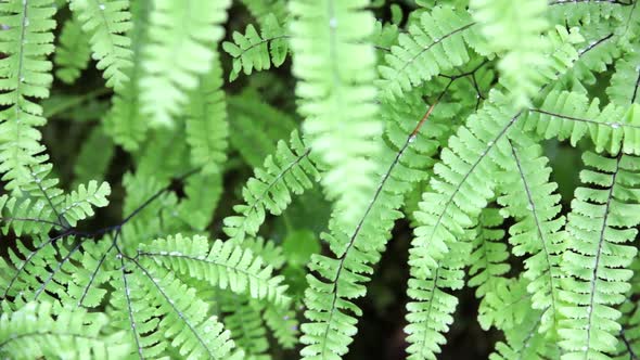 Ferns 1