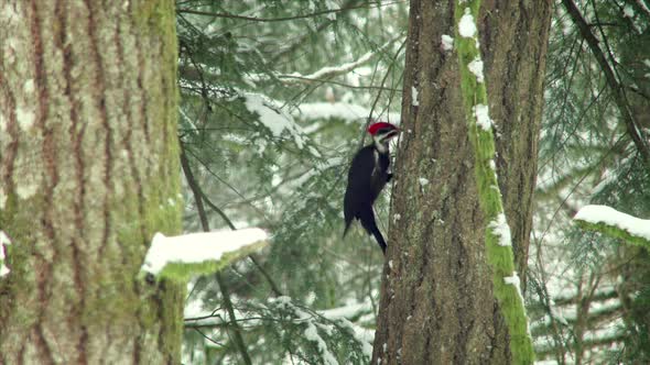 Woodpecker Pecking On A Tree In Winter