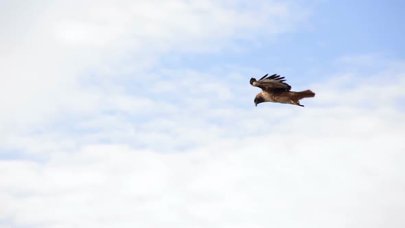 Red Tailed Hawk