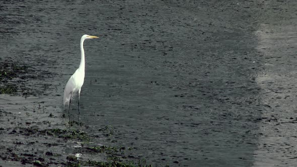 White Heron Standing In Shallow Water