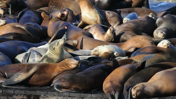 Sea Lion Crowd