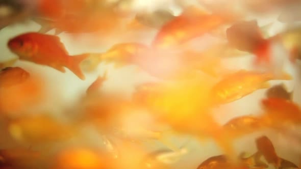 Overpopulated Gold Fish 1