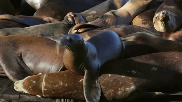 Sea Lion Crowd Surfing