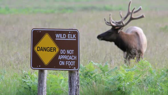 Elk Grazing And Warning Sign
