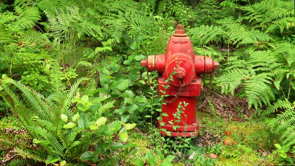 Red Fire Hydrant In Nature