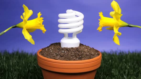 Energy Saving Light Bulb Planted 1