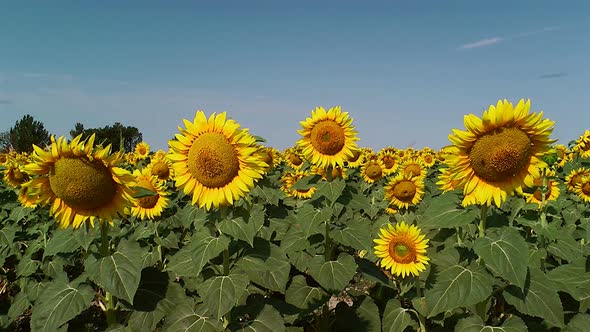 Field Of Sunflowers 1