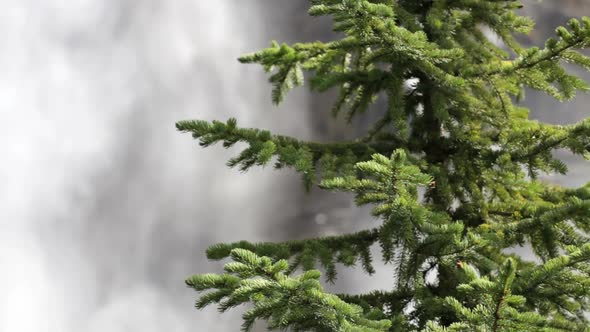 Tree And Takakkaw Falls