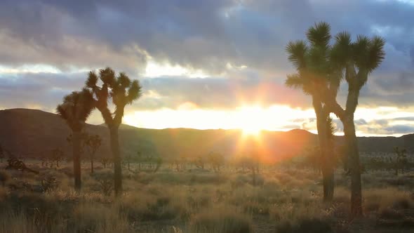 Joshua Tree, Time Lapse 1